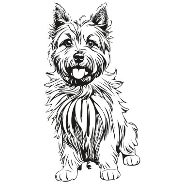 Cairn Terrier köpek vektör grafikleri, elle çizilmiş kalem hayvan çizgi çizimi gerçekçi hayvan silüeti