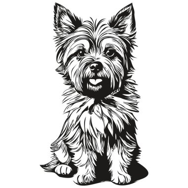 Cairn Terrier köpek vektör grafikleri, el çizimi kalem hayvan çizgisi çizimi gerçekçi hayvan cinsi illüstrasyonu
