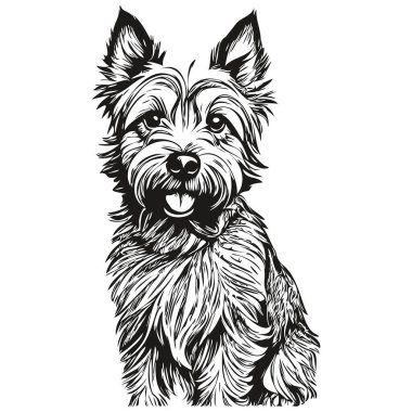 Cairn Terrier köpek vektör yüz portresi, eskiz klasik tarz şeffaf arkaplan çizimi