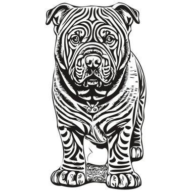 Çin Shar Pei köpek siyah çizim vektörü, izole edilmiş yüz boyama çizimi çizim çizelgesi gerçekçi hayvan türü.