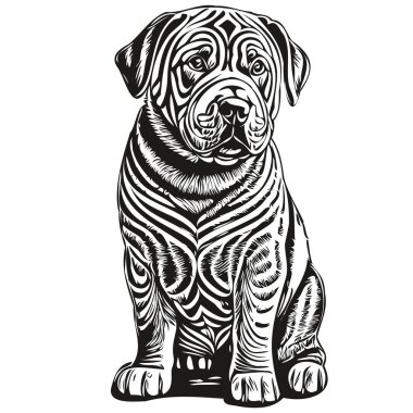 Çin Shar Pei köpeği oymalı vektör portresi, siyah beyaz gerçekçi evcil hayvanlarla karikatür vintage çizimi