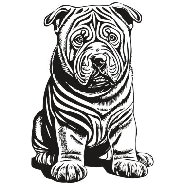 Çin Shar Pei köpek kafası çizim vektörü, el çizimi, şeffaf arka plan gerçekçi evcil hayvan cinsi.