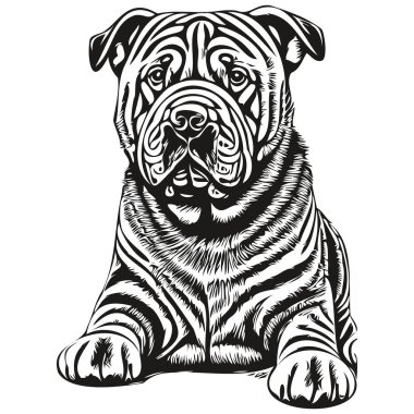 Çinli Shar Pei köpeği beyaz arka planda resim çiziyor.