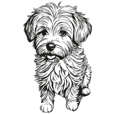 Coton de Tulear köpek oymalı vektör portresi, yüz karikatürü siyah beyaz tişört baskısı