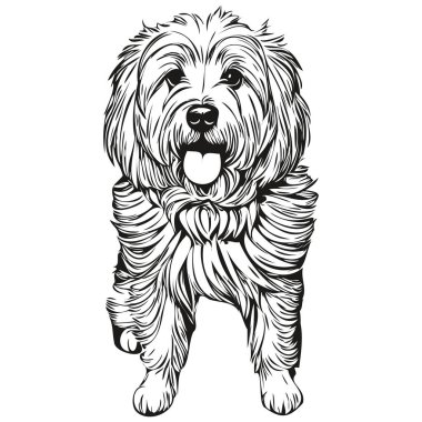 Coton de Tulear köpek yüz vektör portresi, komik ana hatlı hayvan tasviri beyaz arka plan t-shirt baskıya hazır
