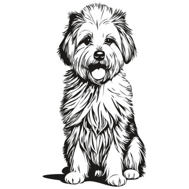 Coton de Tulear köpek portresi, komik hayvan tasviri beyaz arka plan gerçekçi evcil hayvan.