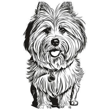 Coton de Tulear köpek mürekkebi çizimi, klasik dövme ya da tişört baskısı siyah beyaz vektör gerçekçi evcil hayvan türü