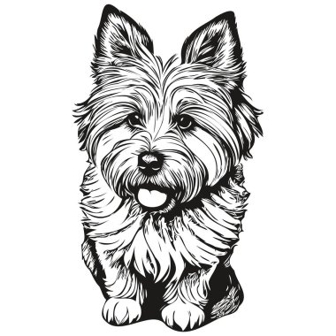Coton de Tulear köpek mürekkebi çizimi, klasik dövme veya tişört baskısı siyah beyaz vektör
