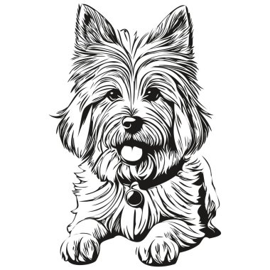 Coton de Tulear köpek hayvan silueti, hayvan çizgisi çizim eli siyah beyaz vektör