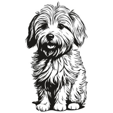 Coton de Tulear dog pet sketch illustration, black and white engraving vector realistic pet silhouette clipart