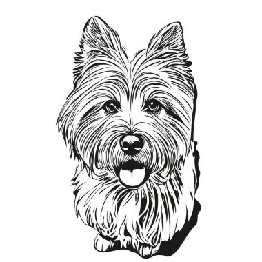 Coton de Tulear köpeğinin gerçekçi çizimi vektör çizimi, çizgi çizimi köpeğin resmi siyah ve beyaz gerçekçi evcil hayvan.