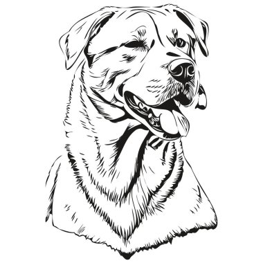 Dogo Argentino köpek mürekkebi çizimi, klasik dövme veya tişört baskısı siyah beyaz vektör