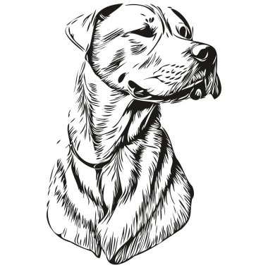 Dogo Argentino köpek gerçekçi hayvan çizimi, el çizimi siyah beyaz vektör