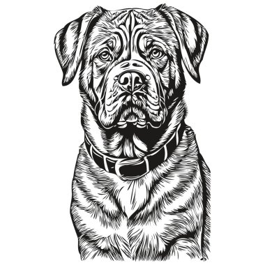 Dogue de Bordeaux köpek gerçekçi evcil hayvan illüstrasyonu, el çizimi siyah beyaz vektör gerçekçi evcil hayvan.