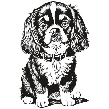 İngiliz Toy Spaniel köpek çizim vektörü, izole edilmiş yüz boyama çizimi çizim çizgisi gerçekçi hayvan türü.