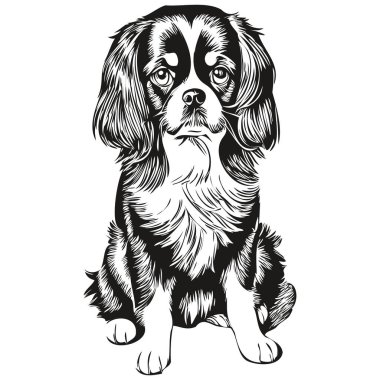 İngiliz Toy Spaniel köpek oymalı vektör portre, karikatür vintage çizim siyah ve beyaz gerçekçi evcil hayvan