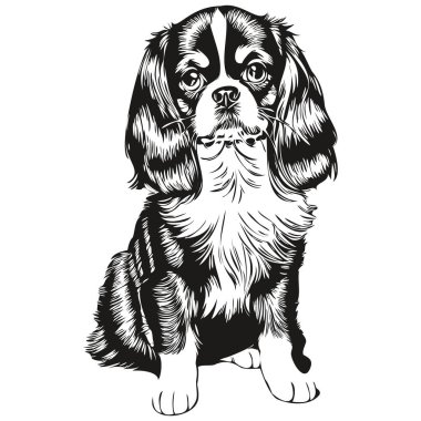 İngiliz Toy Spaniel köpek silueti evcil hayvan karakteri, klipsli sanat vektör evcil hayvanları siyah-beyaz gerçekçi evcil hayvan çiziyor.