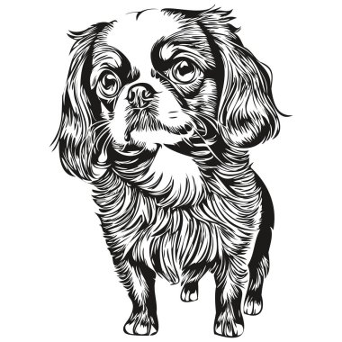 İngiliz Toy Spaniel köpek tişörtü siyah-beyaz, sevimli komik çizim çizimi vektör çizimi