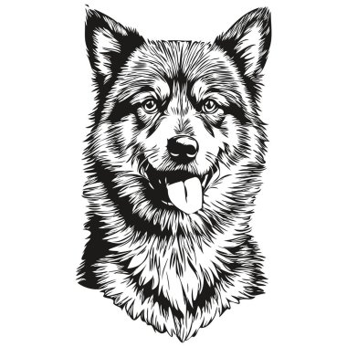 Fince Lapphund köpek çizgisi illüstrasyonu, vektör gerçekçi evcil hayvan türünde siyah-beyaz çizim