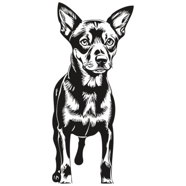 Alman Pinscher köpeği beyaz arka planda tek başına resim çiziyor.