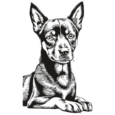 Alman Pinscher köpek hayvan silueti, hayvan çizgisi çizim eli siyah-beyaz vektör gerçekçi evcil hayvan.