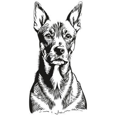 Alman Pinscher köpek taslak çizimi çizimi, beyaz arka planda siyah karakter gerçekçi evcil hayvan.