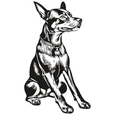 Alman Pinscher köpeği gerçekçi hayvan çizimi, el çizimi siyah beyaz vektör gerçekçi evcil hayvan.