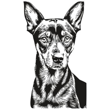 Alman Pinscher köpeği tişörtü siyah-beyaz, sevimli, komik çizim vektörü
