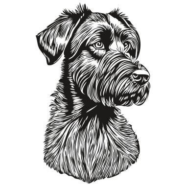 Dev Schnauzer köpek çizimi kalem çizimi, beyaz arkaplanda siyah karakter