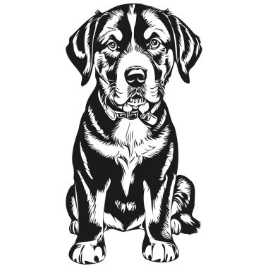 Greater Swiss Mountain dog vector face drawing portrait, sketch vintage style transparent background realistic breed pet clipart