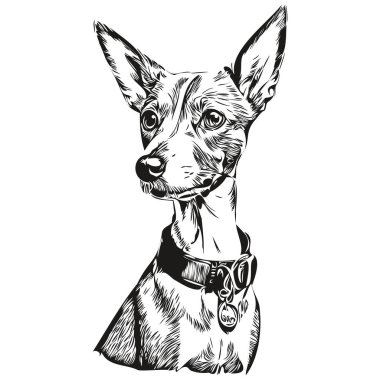 İtalyan Greyhound köpek eli siyah beyaz çizgili logo çizdi. Sanat hayvanları gerçekçi bir evcil hayvan.