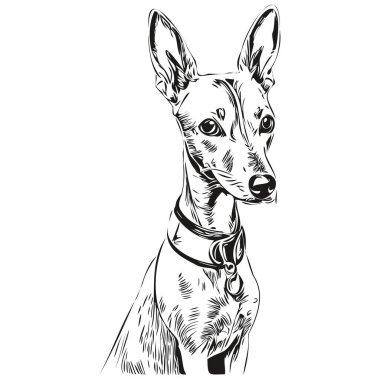 İtalyan Greyhound köpek çizgisi çizimi, vektör içinde siyah ve beyaz mürekkep çizimi