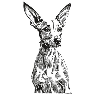 İtalyan Greyhound köpek hayvan silueti, hayvan çizgisi çizim eli siyah beyaz vektör