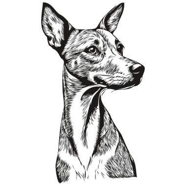 İtalyan Greyhound köpeği hayvan resmi, siyah-beyaz gravür vektörü