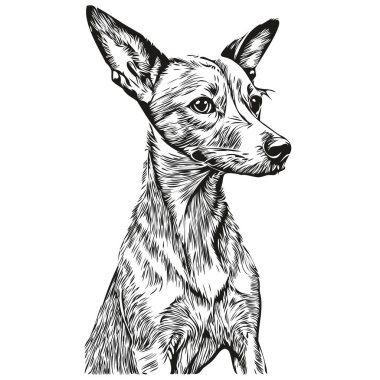 İtalyan Greyhound köpeği gerçekçi hayvan çizimi, el çizimi siyah beyaz vektör