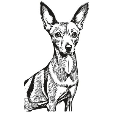 İtalyan Greyhound köpek vektör yüzü portre çiziyor, eskiz klasik tarz şeffaf arka plan gerçekçi hayvan cins