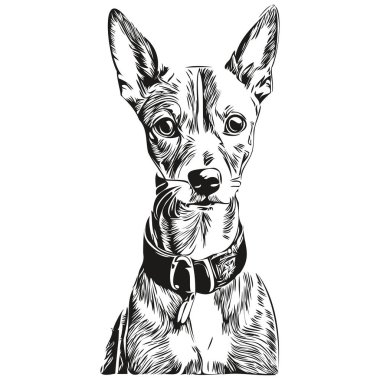 İtalyan Greyhound köpek vektör grafikleri, el çizimi kalem hayvan çizgisi çizimleri