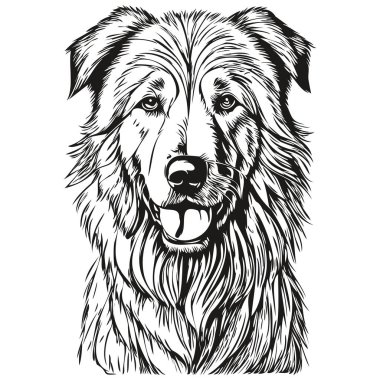 Kuvaszok köpek çizimi kalem çizimi, beyaz arkaplanda siyah karakter