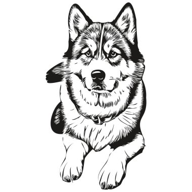 Malamute köpek oymalı vektör portresi, karikatür vintage siyah-beyaz gerçekçi evcil hayvan çizimi