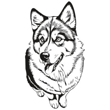 Malamute köpek oymalı vektör portresi, karikatür vintage siyah beyaz çizim