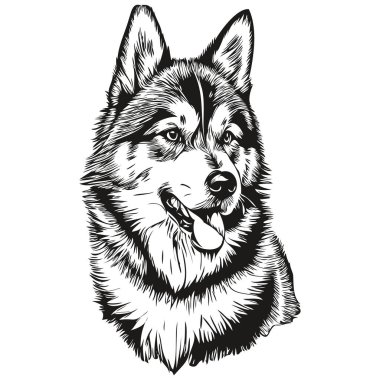 Malamute köpek başı çizim vektörü, şeffaf arkaplan çizimi gerçekçi bir evcil hayvan.