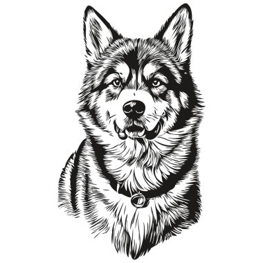 Malamute köpek eli siyah-beyaz çizgili resim çizimi.