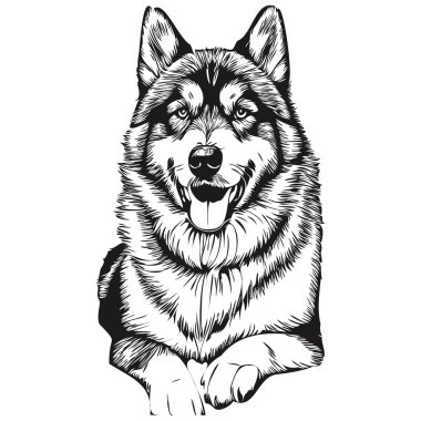 Malamute köpek çizimi kalem çizimi, siyah karakter beyaz arkaplan çizimi