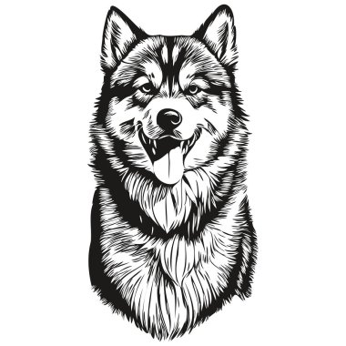 Malamute köpek kalem el çizim vektörü, taslak çizim evcil hayvan yüz logosu siyah ve beyaz
