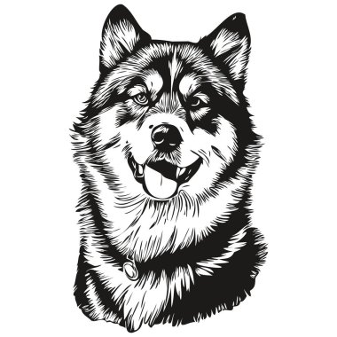Malamute köpek gerçekçi hayvan illüstrasyonu, el çizimi siyah beyaz vektör gerçekçi evcil hayvan.