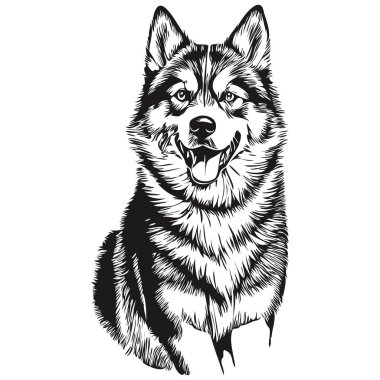 Malamute köpek gerçekçi hayvan çizimi, el çizimi siyah beyaz vektör