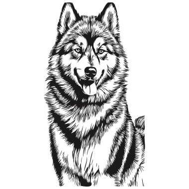 Malamute köpek vektör yüzü portresi, eskiz vintage tarzı şeffaf arkaplan çizimi