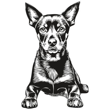 Manchester Terrier köpek çizgisi illüstrasyonu, vektör içinde siyah-beyaz mürekkep çizimi.
