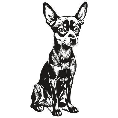 Minyatür Pinscher köpek cinsi çizimi, klipsli hayvan eli çizimi siyah beyaz vektör