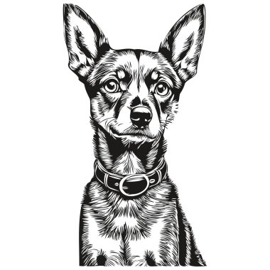 Minyatür Pinscher köpek çizgi filmi yüz mürekkep portresi, siyah beyaz çizim, tişört baskısı gerçekçi evcil hayvan türü.